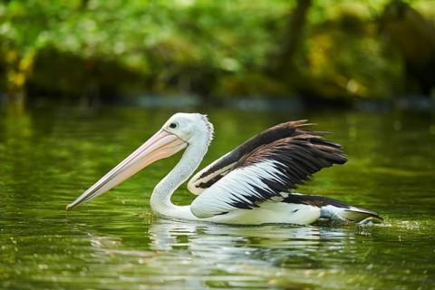 Australian pelicans