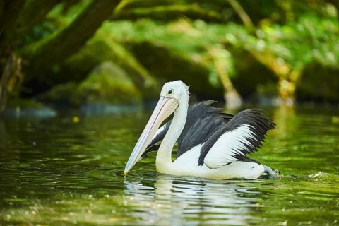 Australian pelican