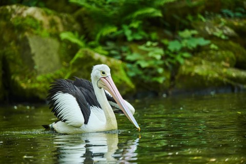 Australian pelican