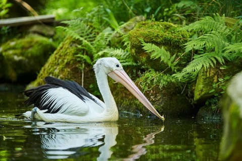 Australian pelican