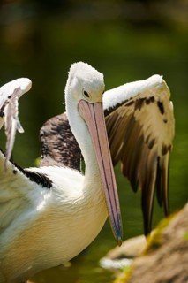 Australian pelicans