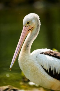 Australian pelicans