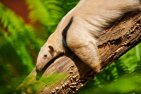 Southern tamandua