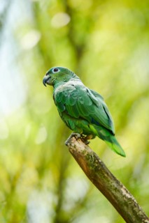 Southern mealy parrot