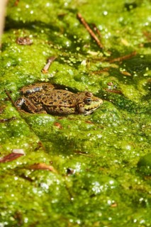 Common water frog