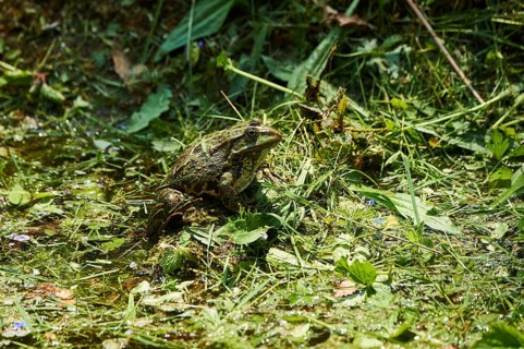 Common water frog