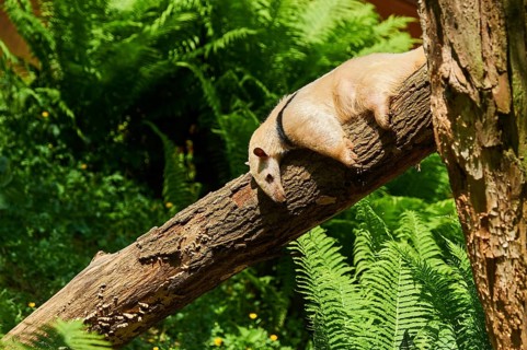 Southern tamandua