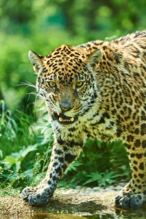 Jaguar