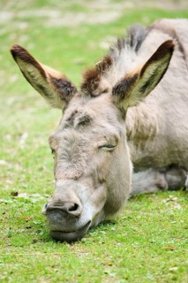 Donkey