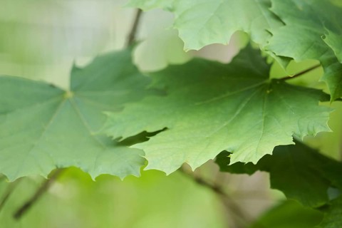 Leaf of a Norway maple