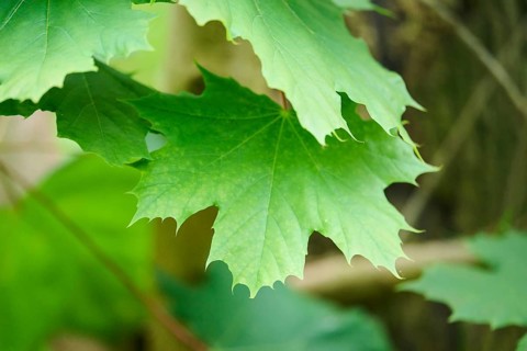 Leaf of a Norway maple