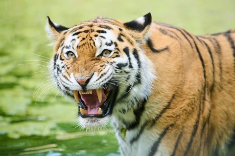 Siberian tiger