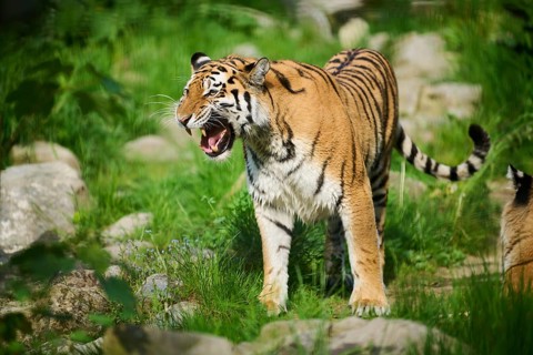 Siberian tiger