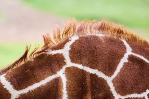 Reticulated giraffe