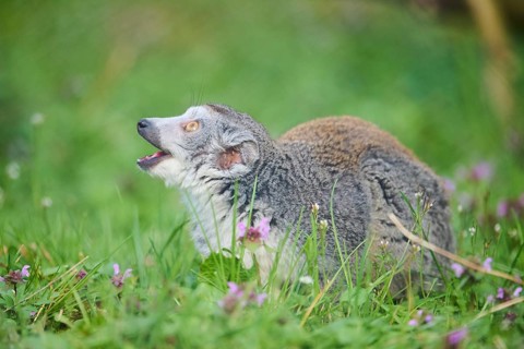 Crowned lemur