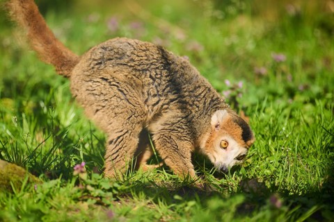 Crowned lemur