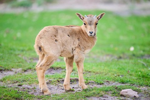 Barbary sheep