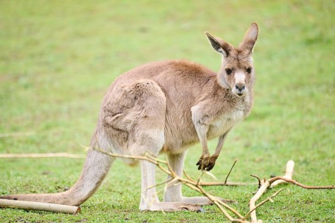 Western grey kangaroo