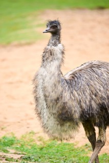 Common ostrich