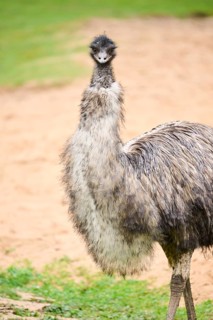 Common ostrich