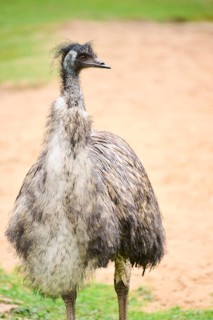 Common ostrich