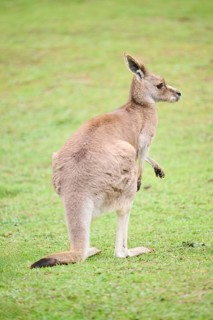 Western grey kangaroo