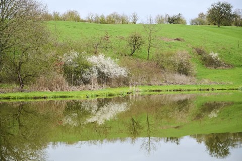 Common alder