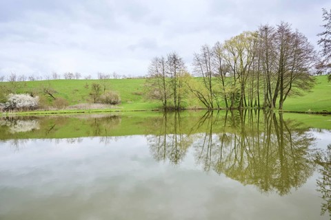 Common alder