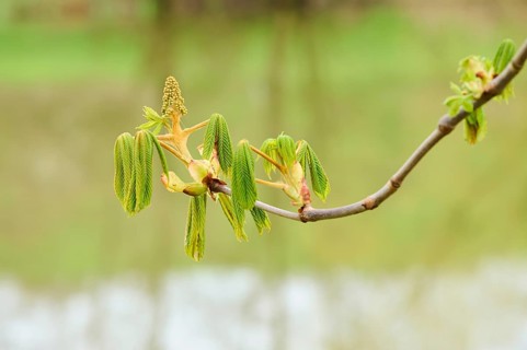 Horse chestnut