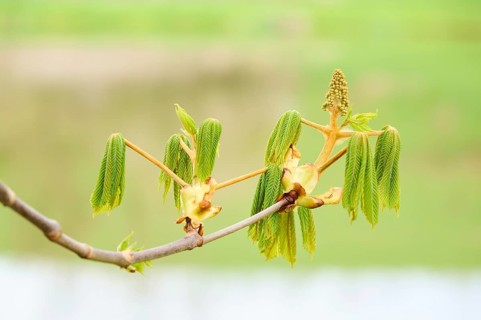 Horse chestnut