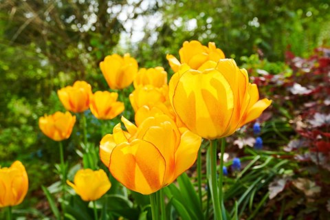 Garden tulip