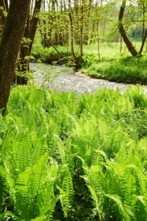Male fern
