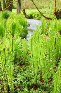Male fern