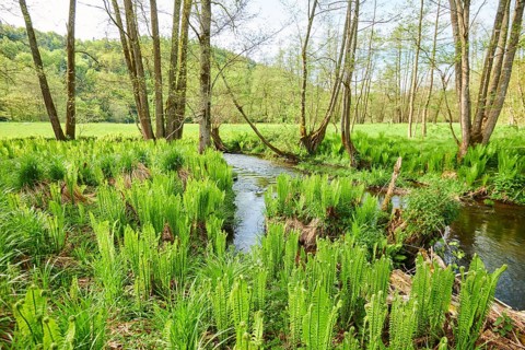 Male fern