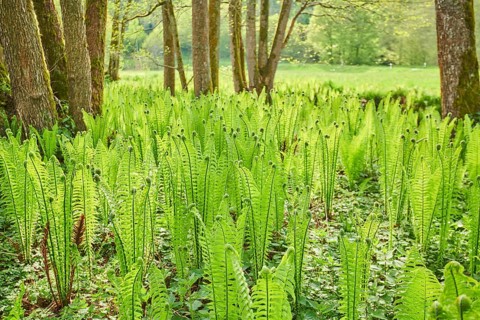 Male fern