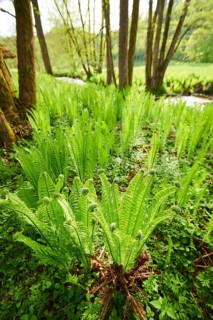 Male fern