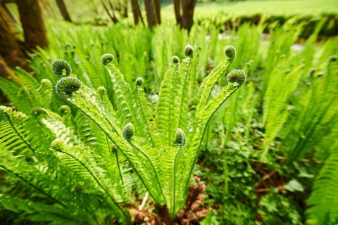 Male fern