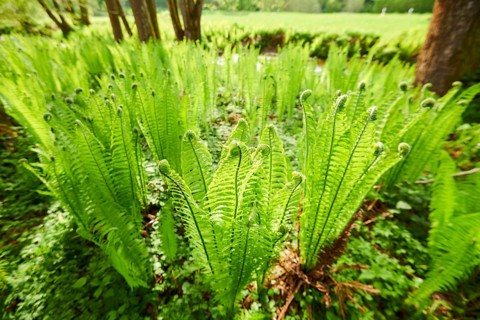 Male fern