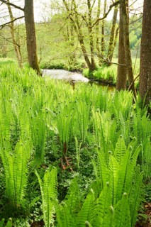 Male fern