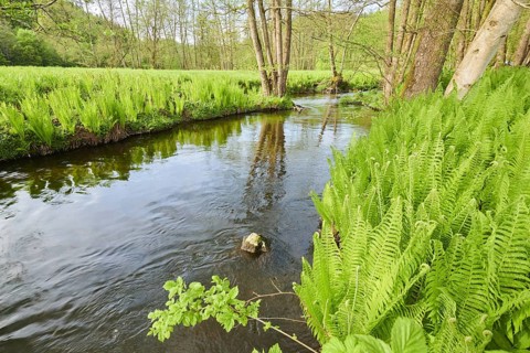 Male fern