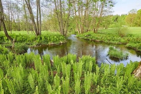 Male fern