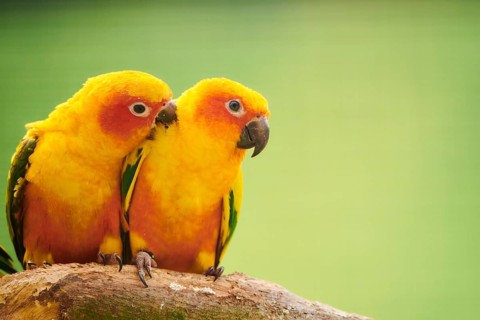 Fischer's lovebirds