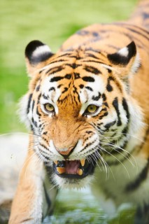 Siberian tiger