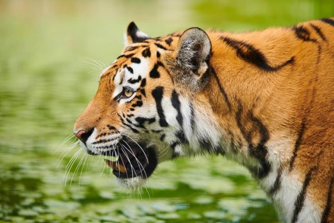 Siberian tiger