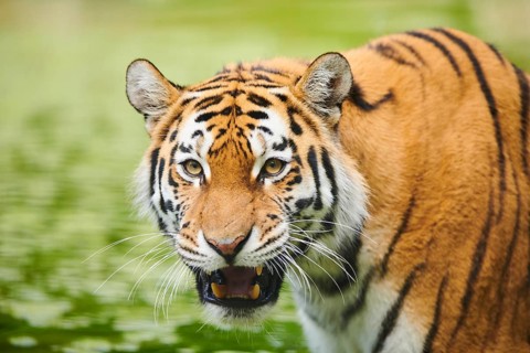 Siberian tiger