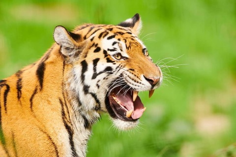 Siberian tiger