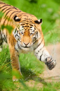 Siberian tiger