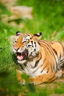 Siberian tiger