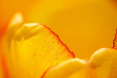 Garden tulip