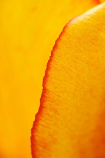 Garden tulip